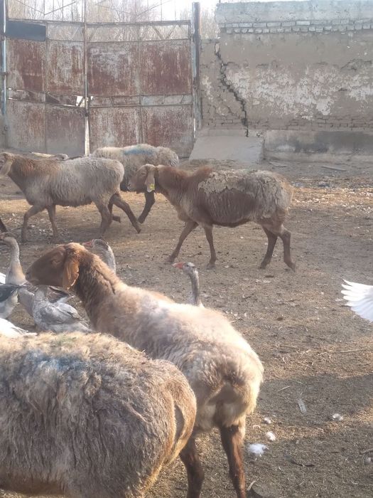 Киргизстон куйи арзон