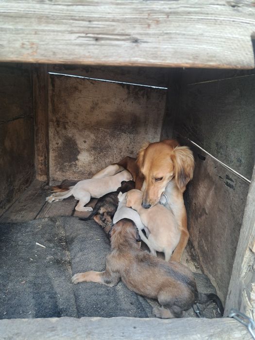 Тазы күшіктер щенки таз