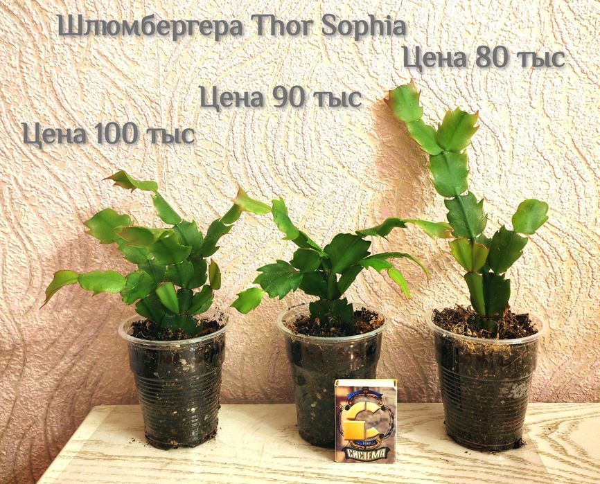 Сортовая шлюмбергера (декабрист) Thor Sophia