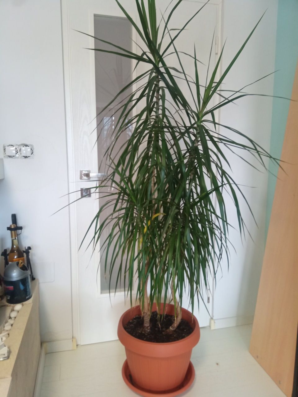 Vand plante ornamentale de interior