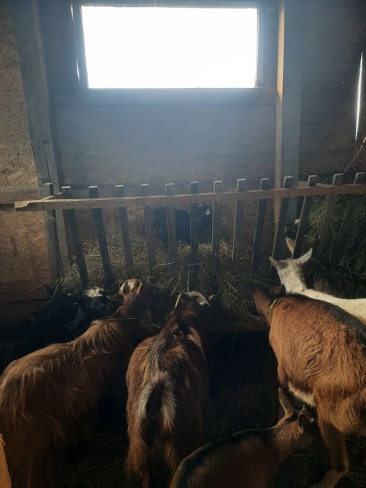 Vand doua iade/capre din 2024