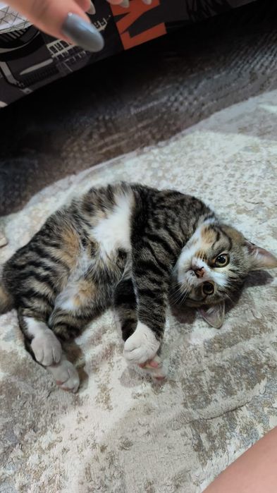 Отдам котенка в добрые руки