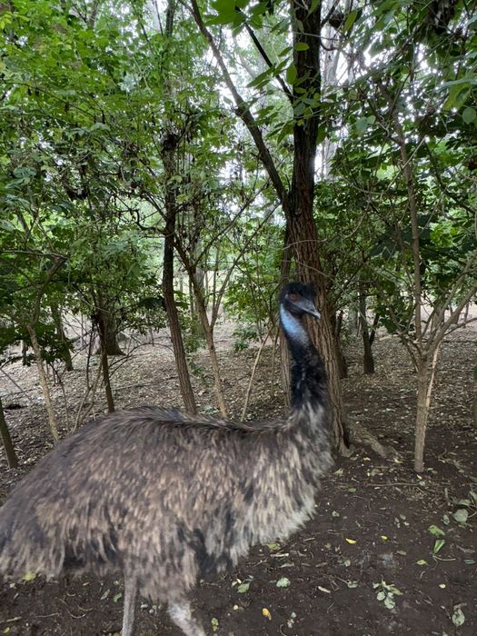 Vand EMU pasari adulte si tineret 3 luni