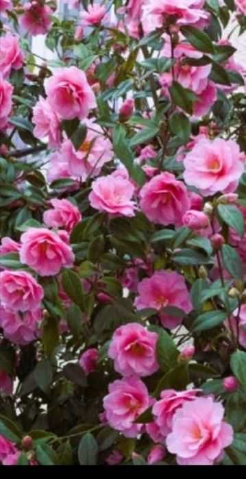 Butas (Răsad) Trandafir Japonez , Roz, rosu, galben, alb, portocaliu