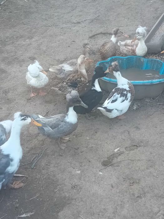 De vanzare rate cu mot si boboci de gasca metis de holmogor F3.