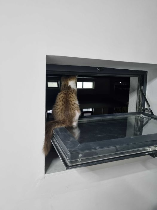 Котёнок Норвежской лесной кошки, мальчик, 3 месяца