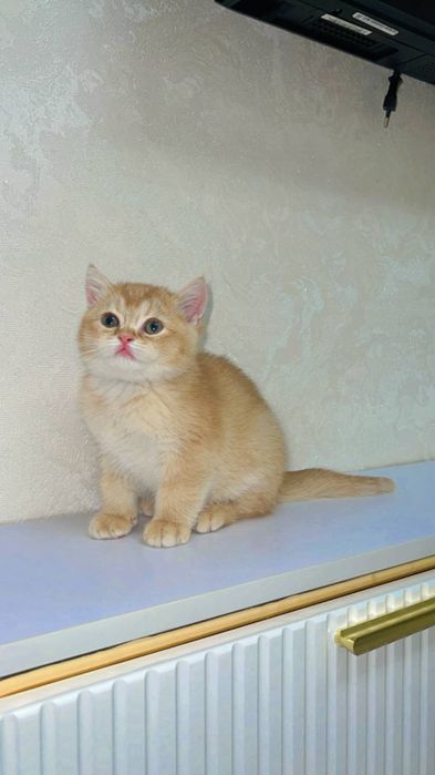 Тоза зотлий золотистой шиншила