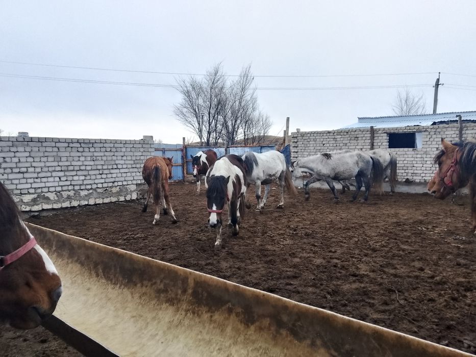 Жабағы жабағы жабағы