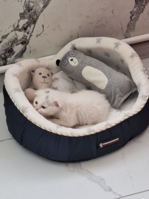 Шиншила мушукча скотиш