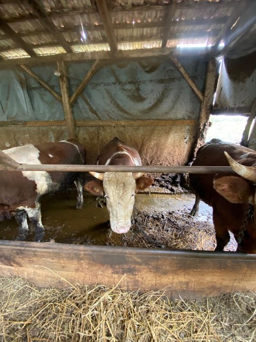 Vând 5 tauri și 2 vaci pt abator