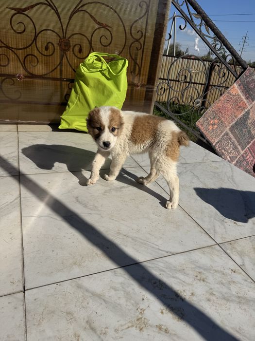 Продам щенков алабая