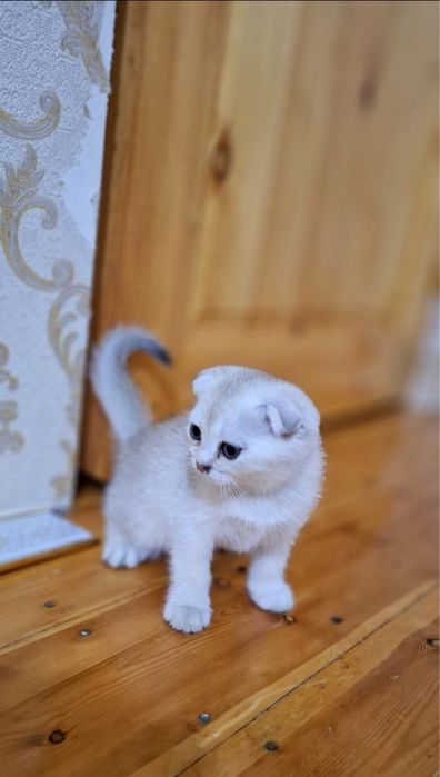 Скотиш фолд золотая шиншилла