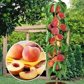 Pomi fructiferi columnari
