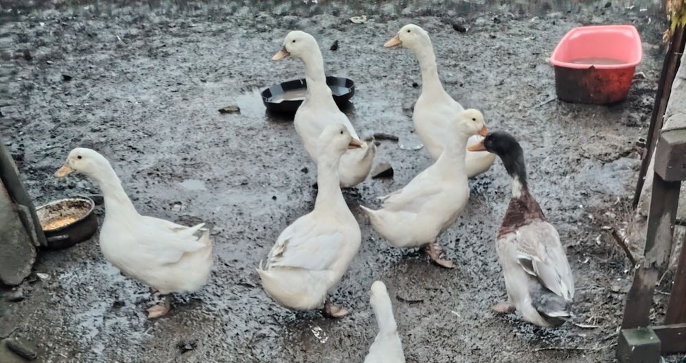 Vând rate la bucata sau toate 9buc