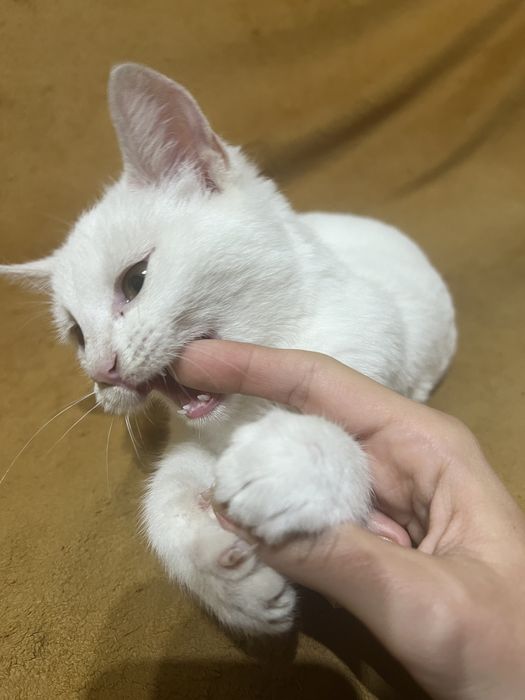 Подарявам женско коте