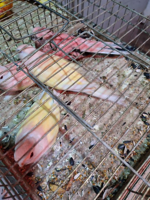 Papagali nimfe și micul  și marele Alexander baraband  peruși rosela a