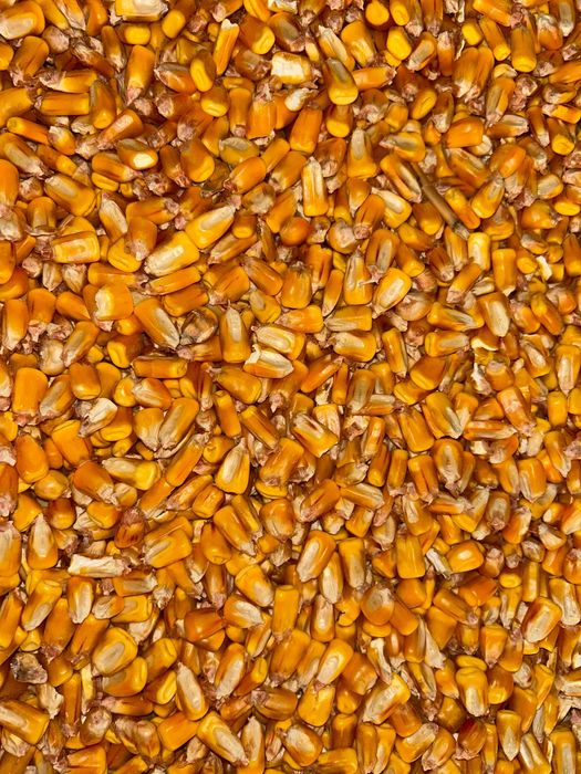 Porumb boabe Camp 2025