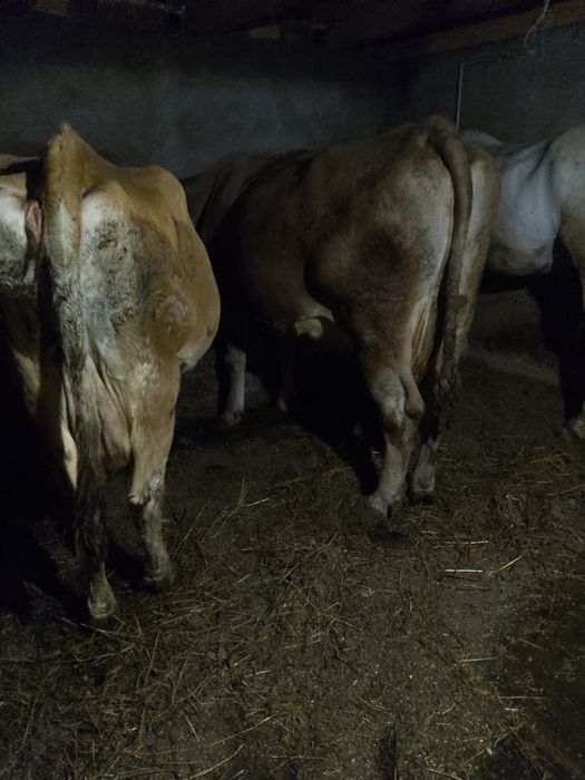 Vând vaca bruna  de Maramureș gestanta de 7 luni