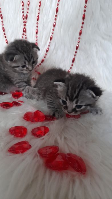 Шотландские вислоухие девочки