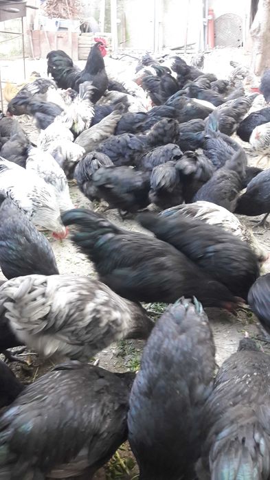Pui si gaini Australorp