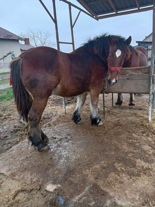 Vând mânzii ardenez