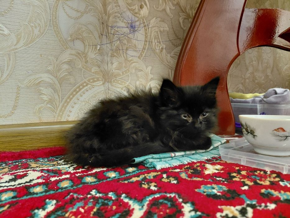 котенок готов к усыновлению