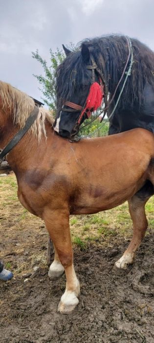 Vând  urgent iapă șargă de 3 ani jumate .