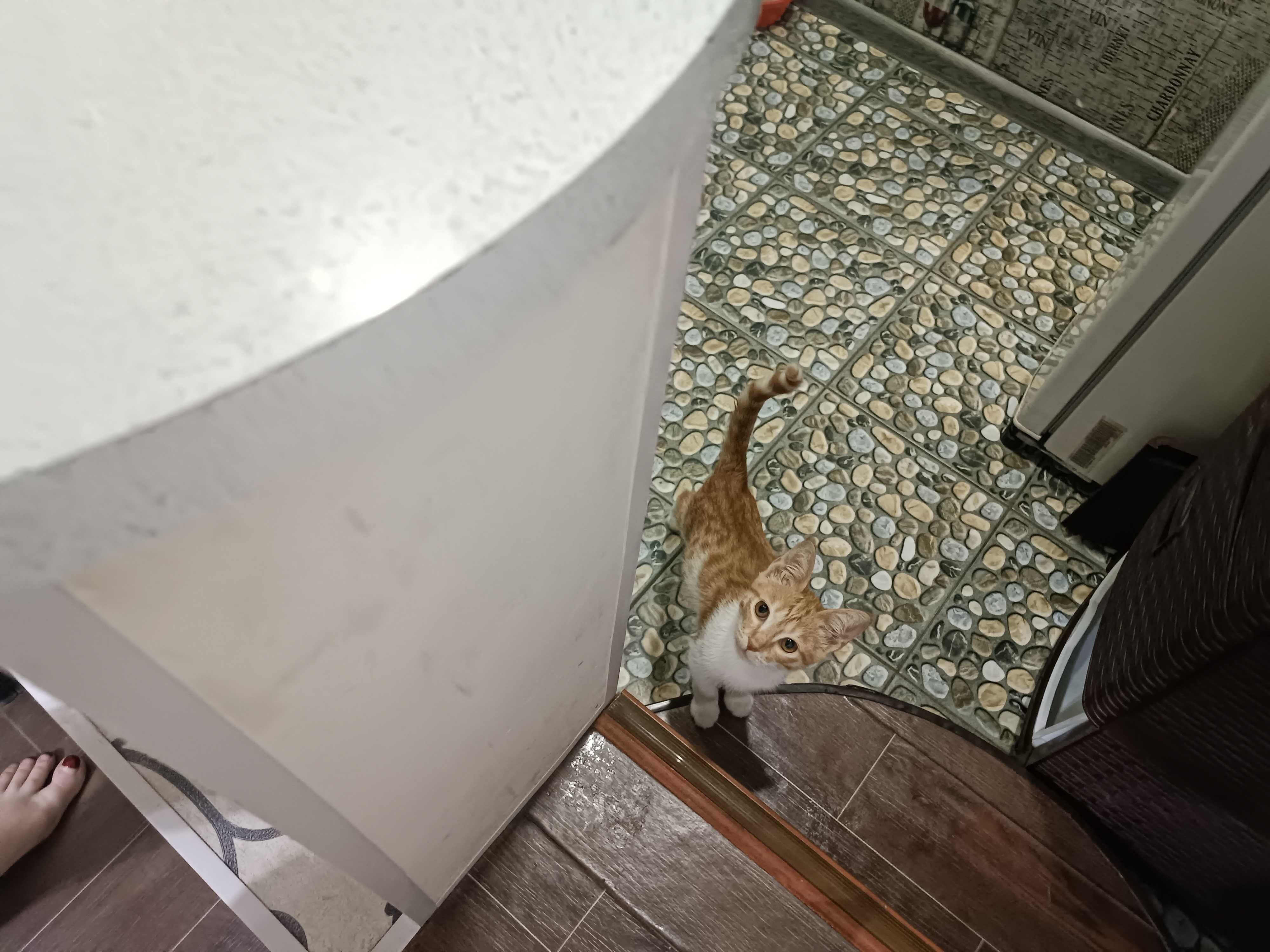 Рыжий котенок с янтарными глазами.