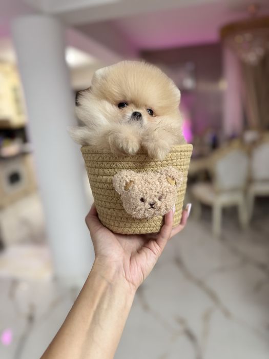 Pomeranian extra mic