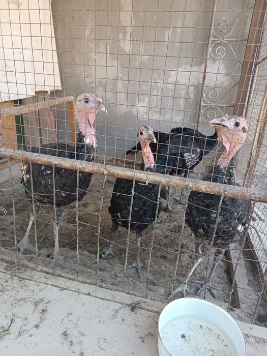 Продается индушки