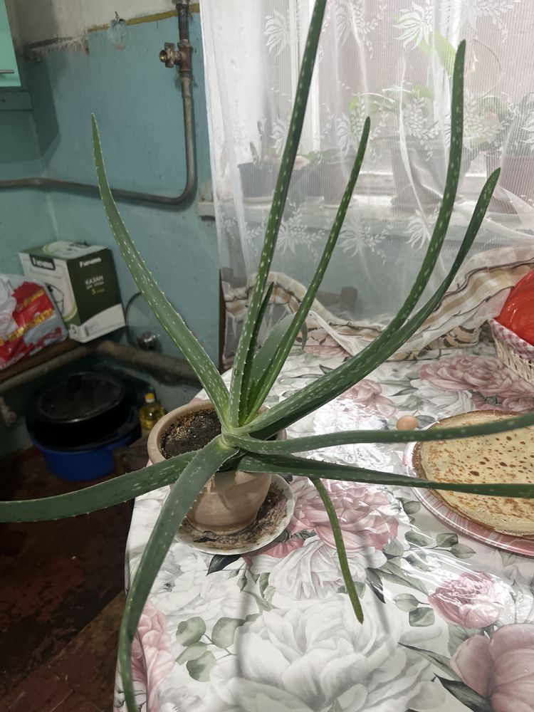 Алоэ вера 2500 район айгуль