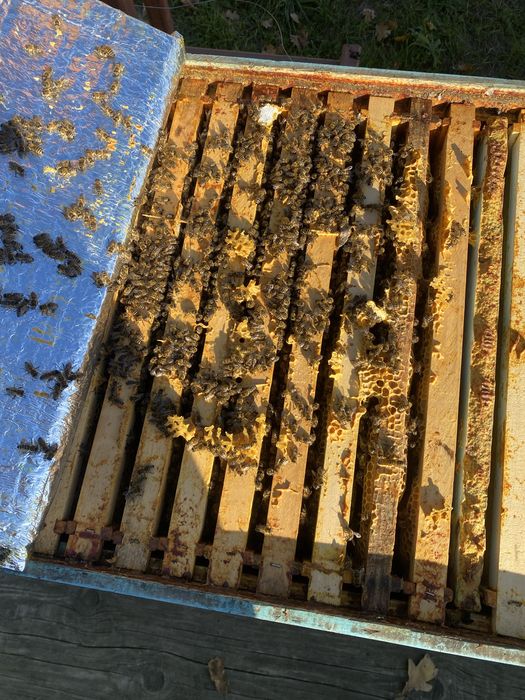 Vanzare famili albine