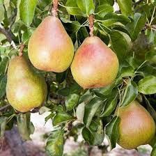 Pomi fructiferi clasici peri