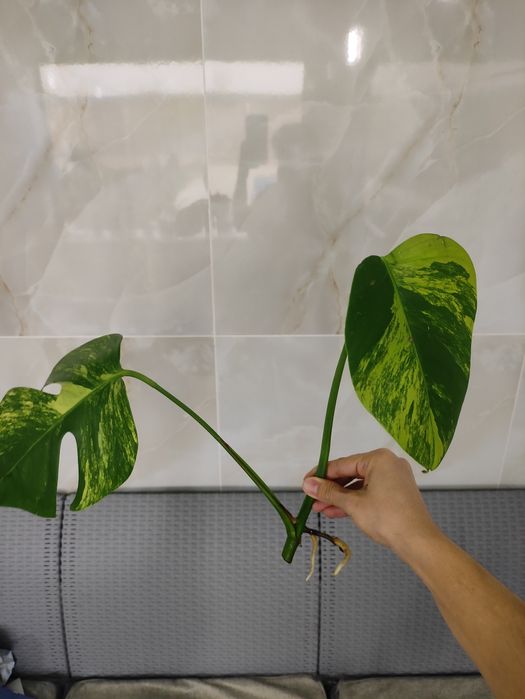 Monstera deliciosa aurea variegata