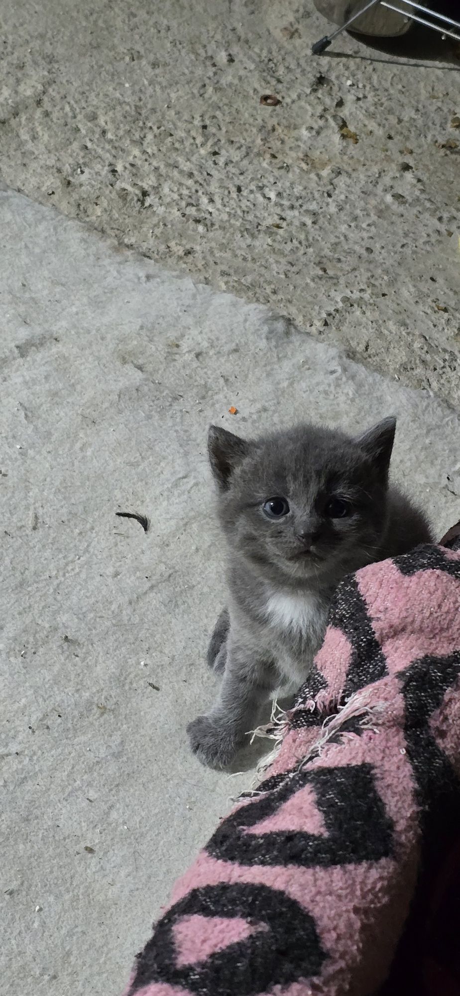 Donez pui de pisică