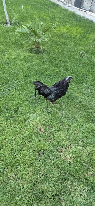 Qara shaxzoda xoroz sotaman