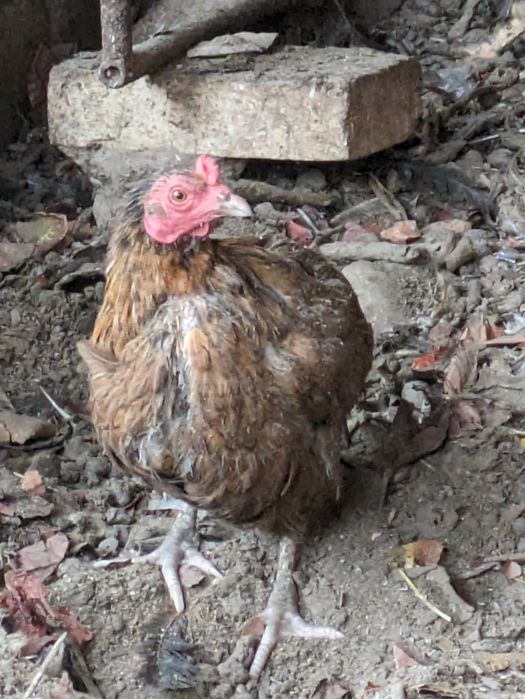 Куры несушки 1 год