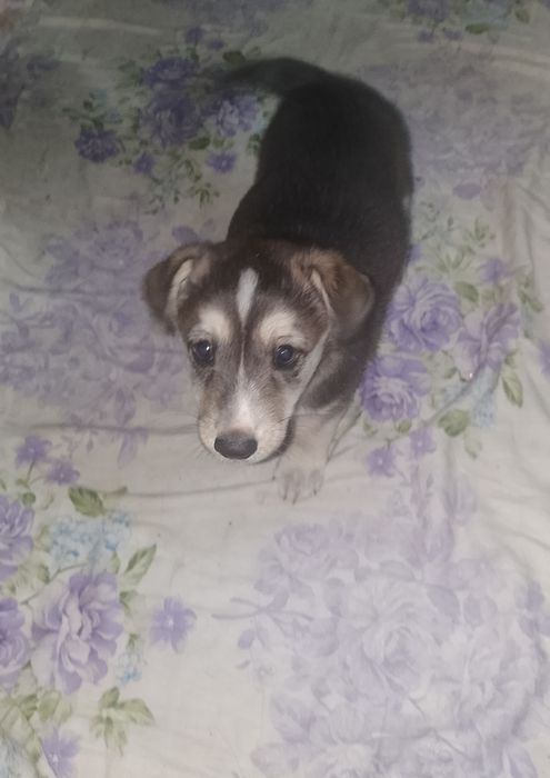 Отдам даром собак