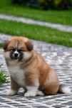 Akita Inu Mascul LC