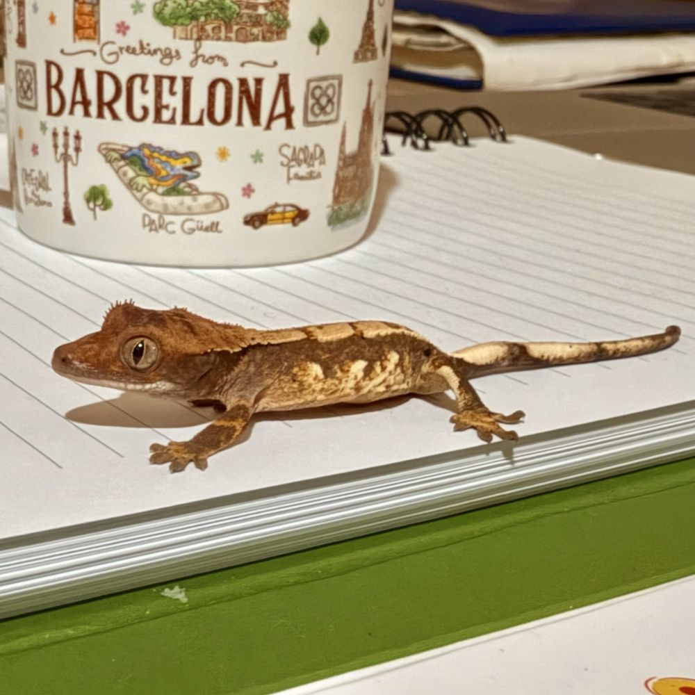 Ресничест гекон (Correlophus Ciliatus)