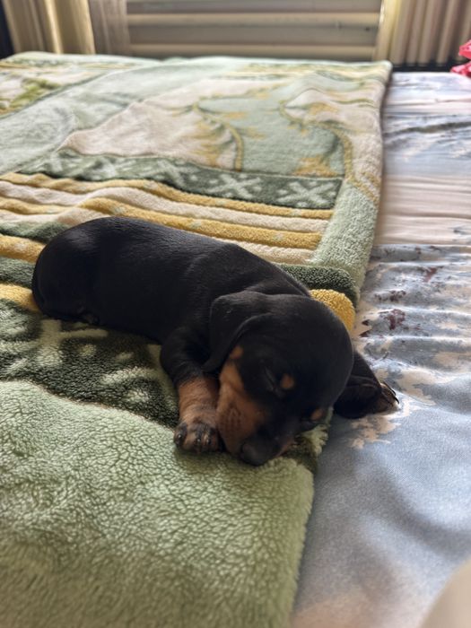 Продается щенки таксы чистокровный