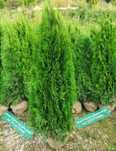 Tuia Smaragd De calitate Extra,Tuia Spiral, Buxus