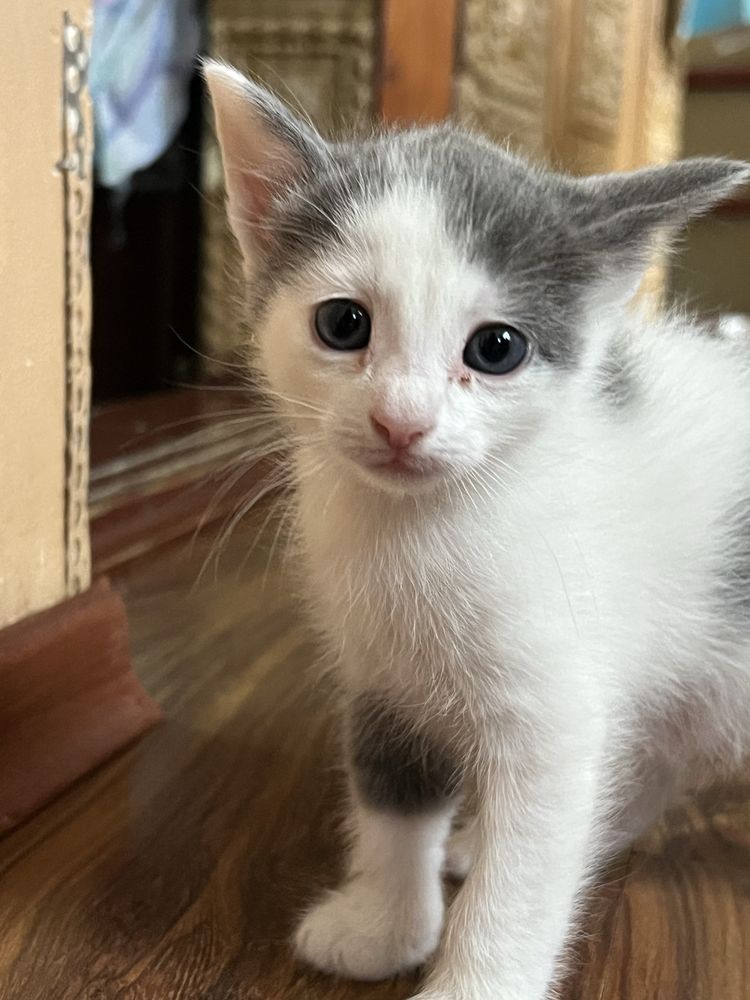 СПЕШНО!Подарявам котенца!!!