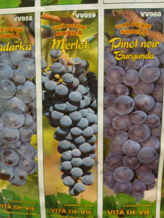Vita de vie nobila [altoita ]soiuri de vin negre