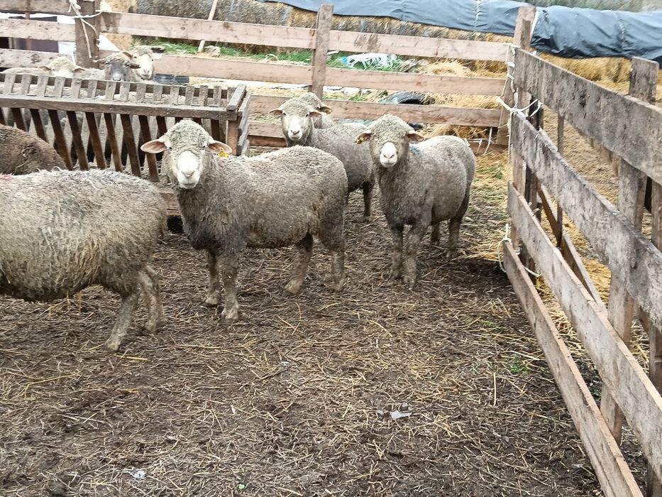 Vând 31 oii de prăsilă