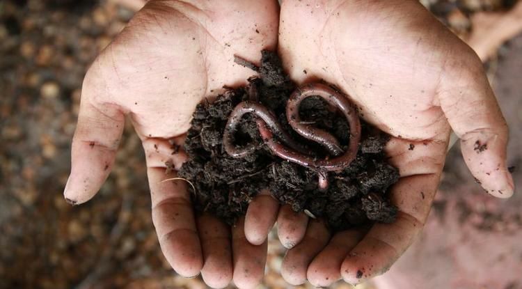 Черви Калифорнийские для рыбалки