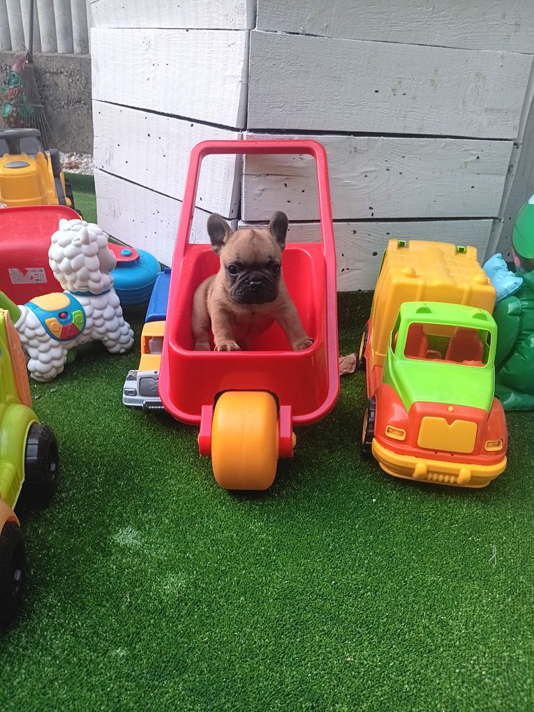 Френски булдог french bulldog