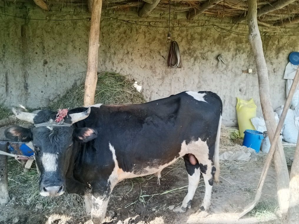 Buqa sotiladi 20 mln