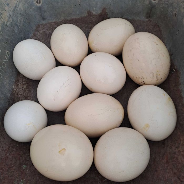 Carcasa oua de strut african