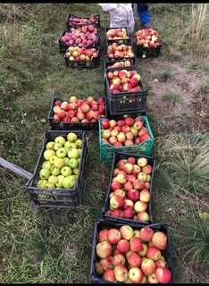 Vindem suc de mere/sfecla